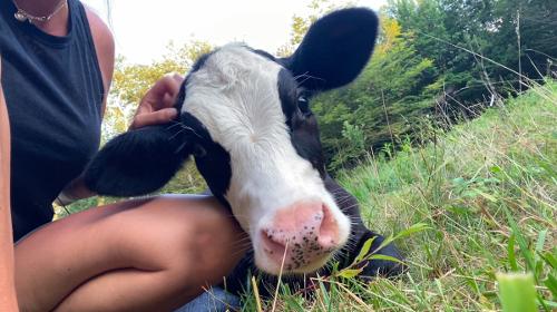 Beef Tallow Skincare Products