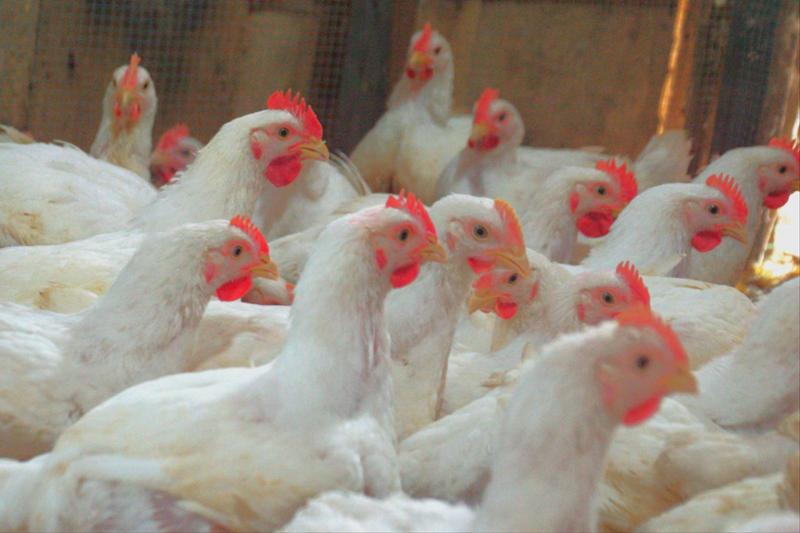 chickens in a pen
